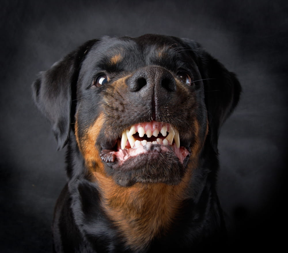 dog bite lawyer Clayton, MO