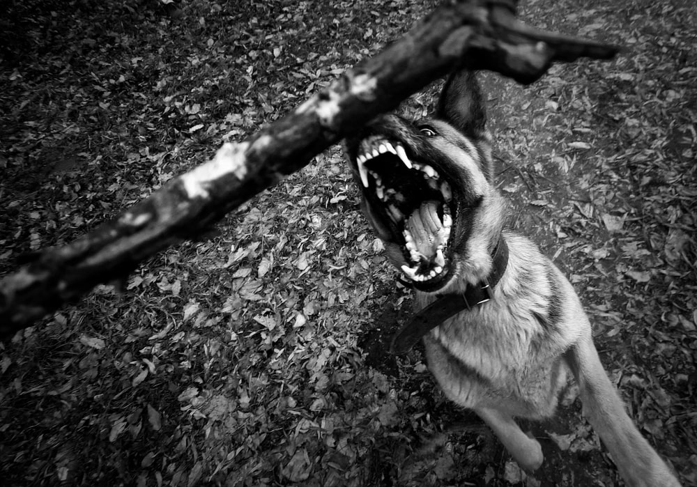 dog bite lawyer St. Louis, MO